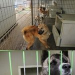 유기<b>견들</b>이 안락사 되지 않도록 위탁비를 모아주세요