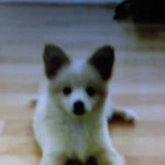 눈치 10000단!! 포메콩이!!^~^ 1탄!!