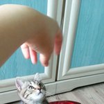고양이와 바퀴벌레..도와주세요(수정)