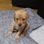 울집<b>천사</b> 리트리버 망치의 성장~.~