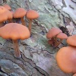 (않보면 개후회함) <b>산속</b>의 개같은 독버섯의 치명적인 오류