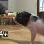 <b>애완</b>돼지 동물농장에도 나왔었어~~