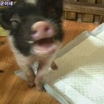 개먹는걸반대하면 닭,<b>오리</b>,소,돼지등 도안먹는게답!!!!!