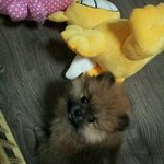우.<b>포</b>.소 (우리집 포리를 소개합니당 ㅎ.ㅎ) 2탄