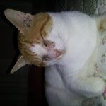 고양이 <b>눈병</b>에 대하여