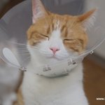 악마고양이 악마집사 예고편(유봉이네)