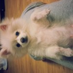 임신 21주짼데 털갈이하는 아이2마리. 괜찮을까요?