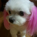 우리(?) '<b>루루</b>'도 소개해볼까 해요~!