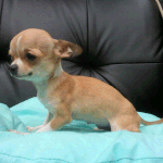 [사진有] 쪼매난 귀염둥이 울집 치와와를 소개합니다~