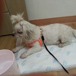 [서울 신림 봉천] 말티즈 <b>임</b>보중입니다
