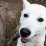 잘생긴백구 ㅋ 이제 뼈뜯는 남자됐음