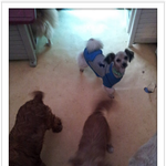 인천의 유기견보호소 "<b>내사</b>랑 바둑이"입니다