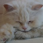 카페에 찾아온 <b>묘연</b>, 룰루♬ (5) - 룰루 살찜요.. 또르르....