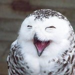 따라서 웃게되는 웃는 <b>동물</b>들