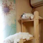 [냥판] <b>대두</b>김용배의 벗으라니 벗겠어요