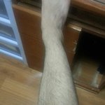여자들이보기에 남자가다리털많은데 <b>반바지</b>입는거