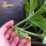 수박 <b>재배</b> 과정.....?