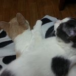 미모코숏루<b>이메이</b>를소개합니다