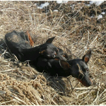 미이라처럼 뼈만남은 상태로 구조된 기아유기견 딱이와 풀이. 구조...