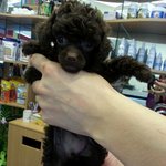 초코푸들 <b>밤비</b>를 소개합니다^.^