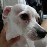 경기도고양시일산서구 <b>대화동</b>근처 강아지 찾아요