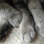 보고 있으면 괜히 기분 좋아지는 <b>고양이발</b> 사진들