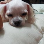 흰둥이를 찾습니다.(경기성남<b>신흥</b>2동)