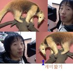 <b>개미</b>핥기 근황