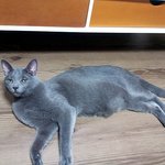 나오미와<b>레오</b> 그리고 오집사 동거기~!