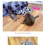 (냥이톡) 반가워요! 간만에 <b>투척</b>!!