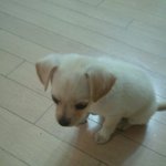 아기 강아지 <b>송이</b>3탄!