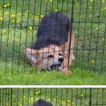 이런거 보면 개는 참 똑똑한듯 ...