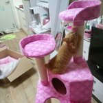 고양이<b>분양</b>합니다...ㅠㅠ(대전)