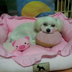 사진많아有)귀여울껄?너무귀여울껄?(개판)