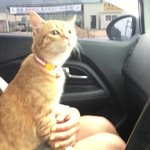 [우리고양이] 우리고양이가족을소개합니다(3탄)