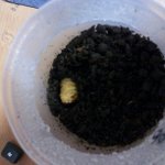 장수<b>풍뎅이</b>