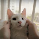 [노르웨이숲] 귀욤한 <b>산책</b>냥이 뽈