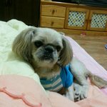 세상에서 제일 못생긴 우리집 사자를 소개합니다!