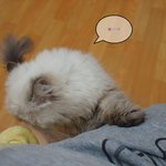 노라주세요~~ 왜 ㅜㅜ금수니만 이뻐해요?? ㅜㅜ