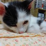 <b>생후</b>2개월 새식구