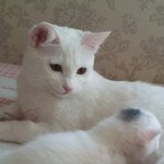 세상에서 가장 아름다운 고양이의 <b>미소</b>.