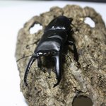 평범하지않은 녀석들