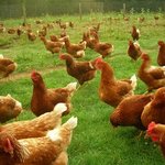 유산균먹고자란 건강한 닭고기-닭터의자연 후기(<b>닭백숙</b>용)