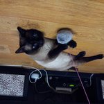 <b>도도</b>는고냥이닼