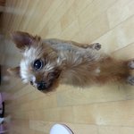 <b>송파</b>삼전동)요크셔 강아지 주인을 찾습니다.