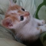 이름은 <b>미미</b>