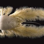 게임에서 볼 법한 생소한 <b>동물</b>들 !!