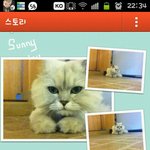 <b>삼식</b>아ㅠㅠ고양이를 찾아주세요