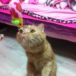 +추가)사진有)우리집귀염둥이 <b>보리</b>~!