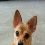 <b>주인분</b>을 찾아요 ㅠ_ㅠ